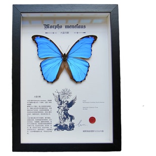 大蓝闪蝶蝴蝶标本相框成品展翅昆虫罕见蓝色生日礼物女七夕情人节