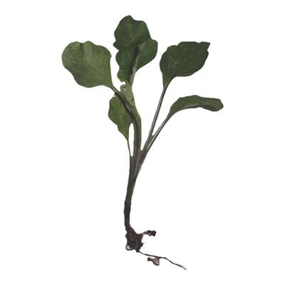 四川竹丝茄苗茄子秧新鲜墨茄子秧蔬菜楼顶小院菜面包茄花茄子活苗