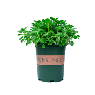 碰碰香盆栽老桩苗室内阳台室外庭院植物驱蚊草花卉绿植一抹香大盆