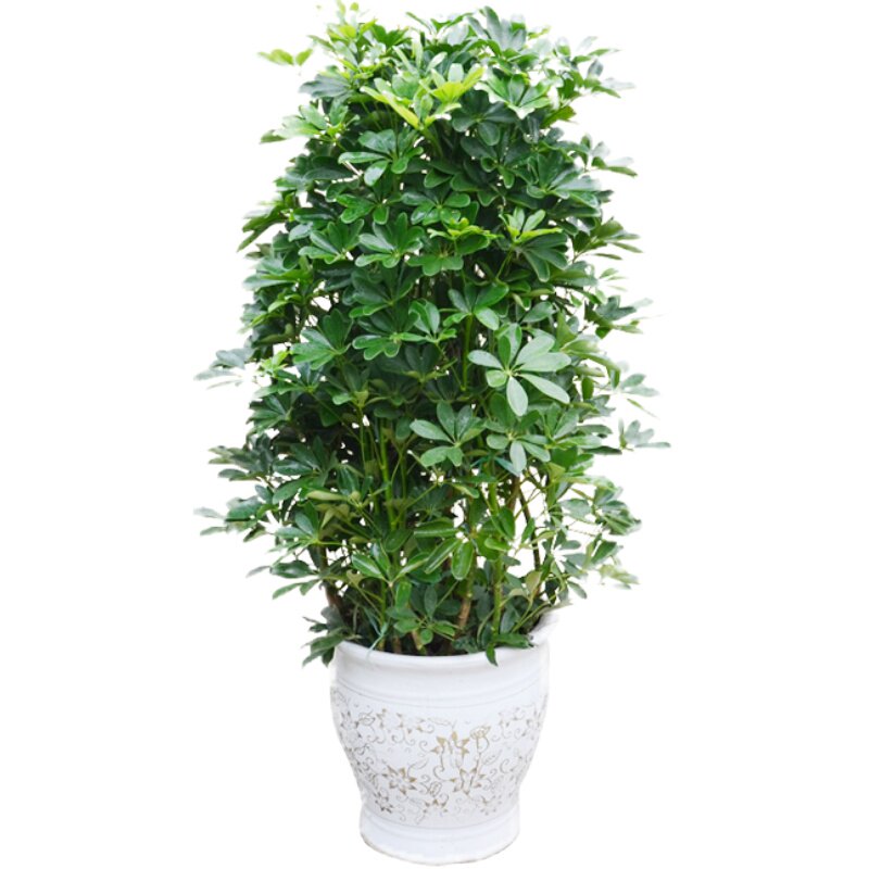 长沙同城鸭脚木开业乔迁招财树
