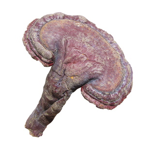 五菌方 野生灵芝组合 平盖树舌赤芝黄云芝茯苓桑黄 央视五菌汤