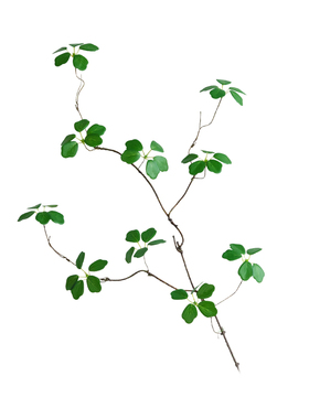 仿真绿植单支观音莲室内插花装饰