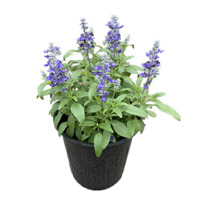 鼠尾草一串蓝阳台庭院春季夏季