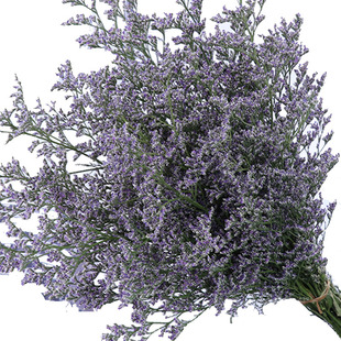 干花情人草天然风干真花家居花束客厅装饰插花摆设小清晰ins