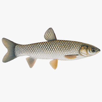 悦芝蓝草鱼鱼苗淡水耐活小草鱼苗