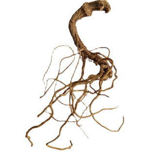 新货南瓜根植物南瓜的根农家自然晒干番倭瓜北瓜窝瓜根煎汤可外用