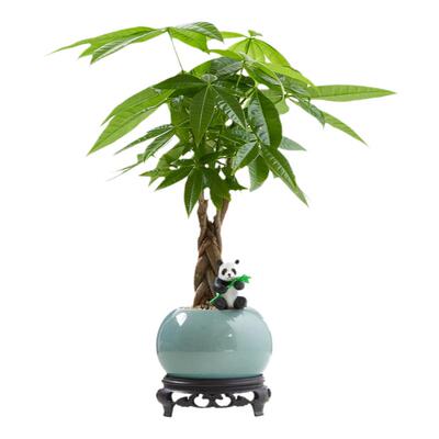 发财树植物桌面盆景土培好养