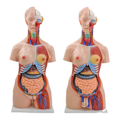 美善模型85cm人体躯干模型解剖