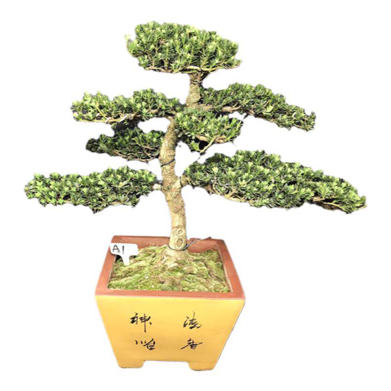原生四季常青阳台庭院罗汉松盆景