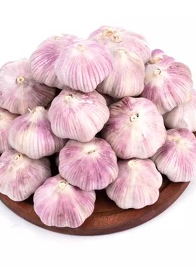 山东金乡今年新干蒜蒜香味更浓
