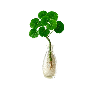 水培福禄桐钱多多绿植盆栽客厅植物办公室内茶几四季懒人寓意好养