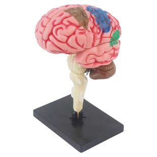 4D大脑解剖模型人体医学可拆卸人脑部结构立体拼图儿童科学玩教具