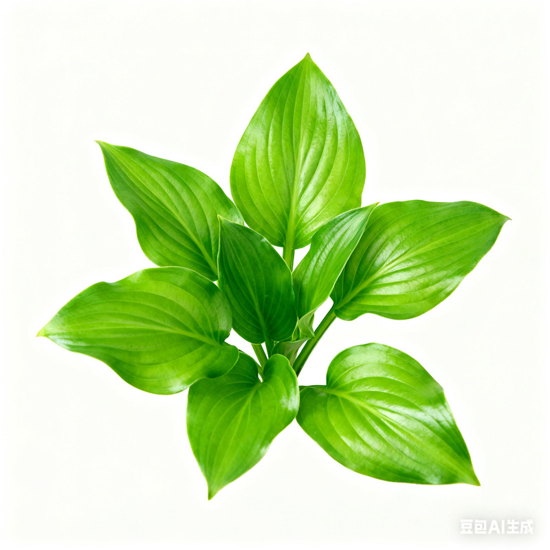 庭院绿化盆栽植物玉簪花