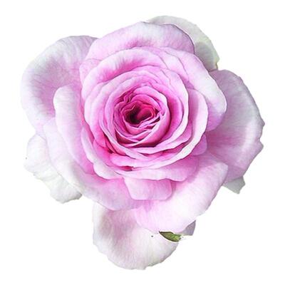 唯美香气月季花四季丰花