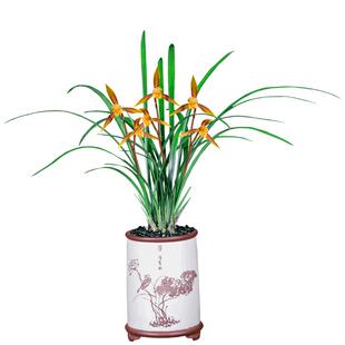 德芳兰业兰花苗寒兰橙光带花苞客厅阳台浓香型花卉基地园艺绿植物