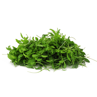 新鲜香菜苗可食用微型芽苗菜20g  蔬菜西餐日料酒店摆盘装饰点缀