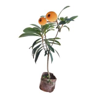 大五星枇杷嫁接琵琶果树特大果苗四川枇杷苗苗木树苗盆栽地栽大树