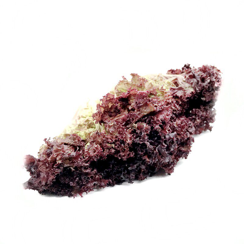 新鲜红叶生菜 紫叶 罗莎红 沙拉菜紫生菜 酒店西餐沙拉菜500g