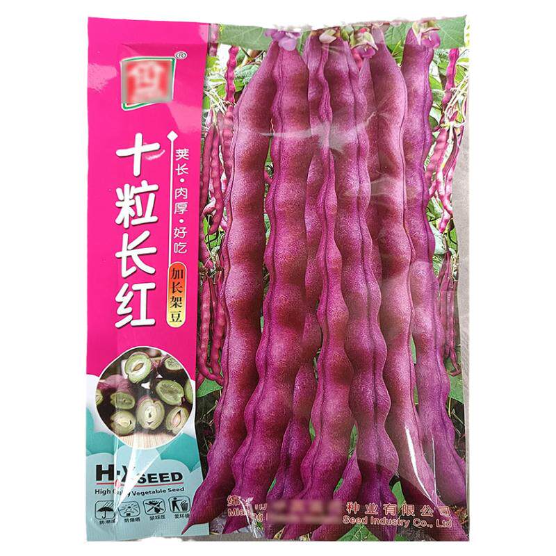 十粒长红紫色无筋四季豆蔬菜种子