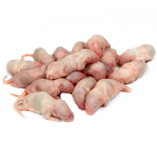新鲜冰冻乳鼠小白鼠红皮幼鼠宠物蛇粮食蛋白爬行动物食物营养喂猫