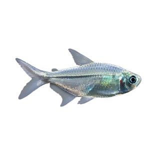 黑尾大勾鱼小型鱼热带鱼观赏鱼好养耐活鱼草缸群游鱼淡水观赏鱼