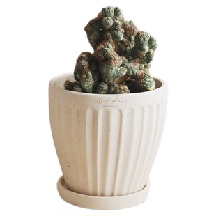 DOLV 豆绿 山影锦仙人掌 新奇小众ins家居咖啡店植物好养喜阳盆栽