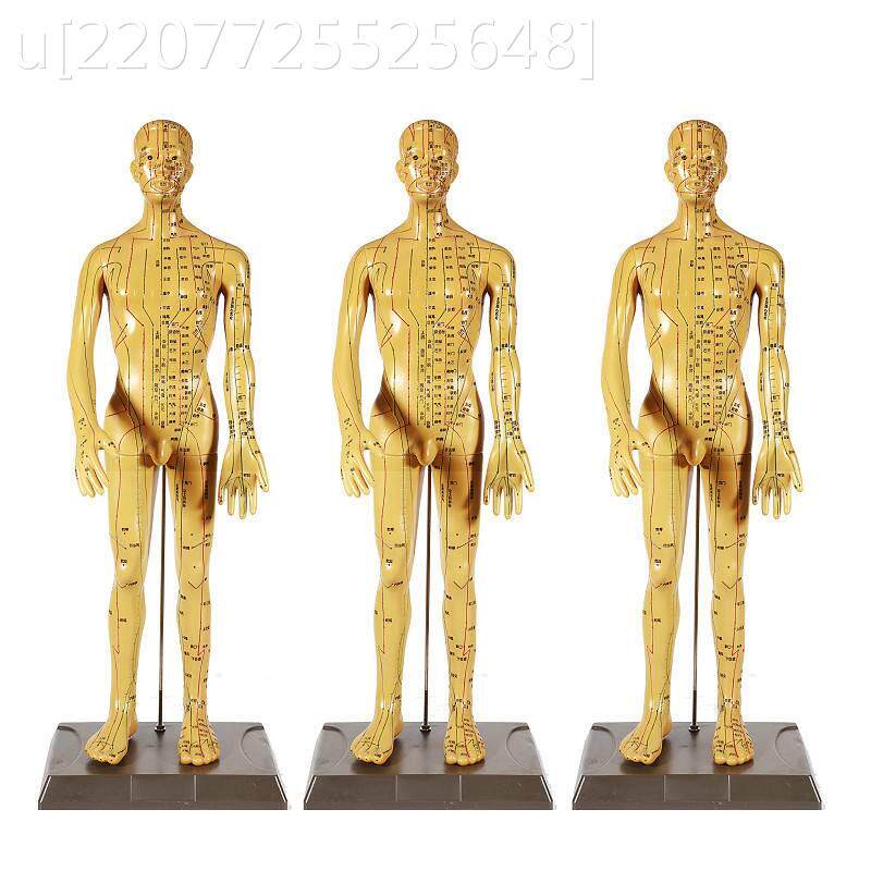 人体穴位经络模型人超清50cm大字体刻字款中医针灸人体穴位模型针