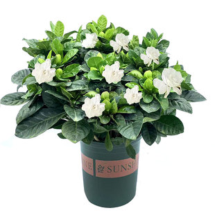 大栀子花盆栽苗枝枝花老树桩带花苞室内外客厅阳台四季开花浓香型