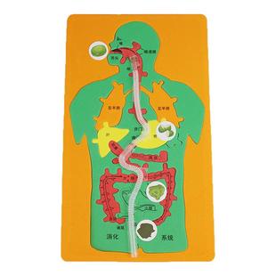 科技制作小发明手工DIY人体消化系统内脏拼图模型益智科学小实验