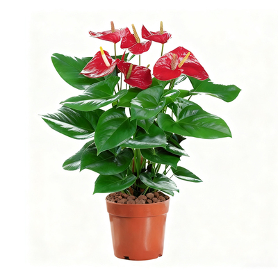 特级红掌四季开花客厅盆栽白掌花