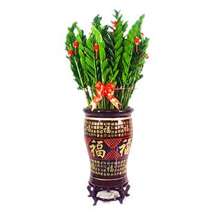 金钱树盆栽大绿植物花卉吸甲醛室内公司开业乔迁送礼深圳新品包邮