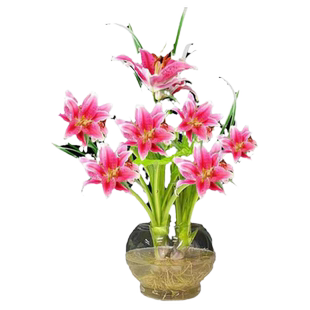 水培植物香水百合驱蚊莲花开花水养花卉室内好养盆栽客厅绿植种球