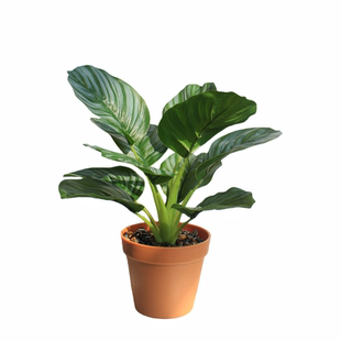 高端仿真绿植物竹芋万年青小盆栽酒店铺室内装饰田园盆景摆件造景