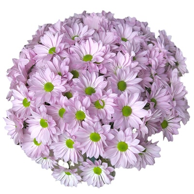 薰衣草小雏菊鲜切花菊花花期超长