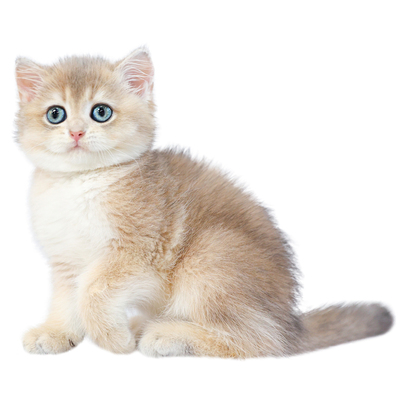 英国短毛猫蓝金渐层猫宠物猫活体