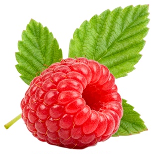 茅莓苗覆盆子树苗中药材悬钩子野草莓庭院盆栽地栽红树莓童年野果