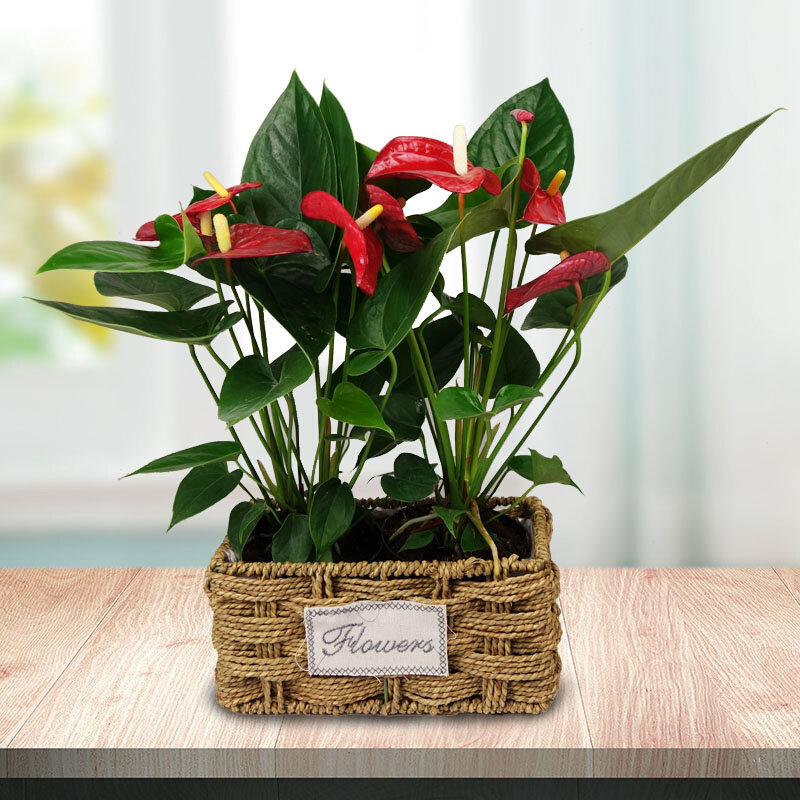 红掌开花喜庆盆栽室内客厅花卉办公室接待前台摆放植物武汉同城