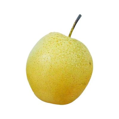 河北正宗雪梨新鲜雪花梨应季水果冰糖雪梨新鲜梨子批发