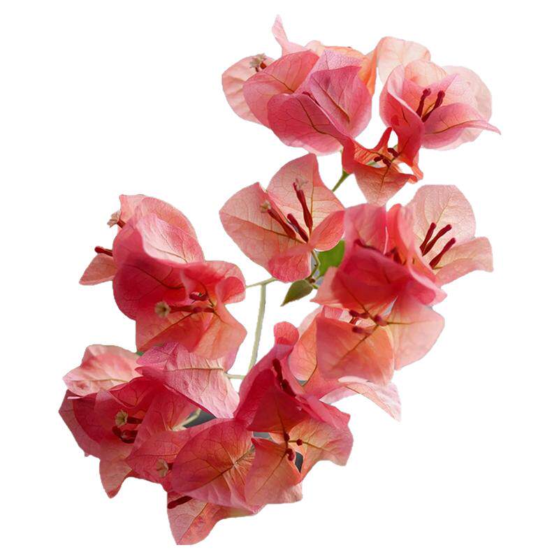 花彩三角梅扦插袋苗原生多季开花室内阳台盆栽庭院勤花爬藤花树苗