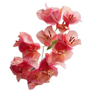 花彩三角梅扦插袋苗原生多季开花室内阳台盆栽庭院勤花爬藤花树苗