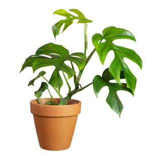 姬龟背竹攀爬植物爬藤盆栽热爬墙植室内客厅卧室植迷者