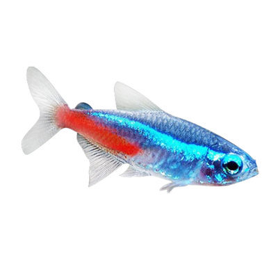 庭猫红绿灯鱼热带观赏鱼群游