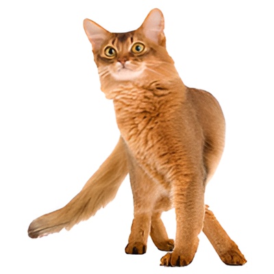 皇家成猫全家营养增肥易消化30斤