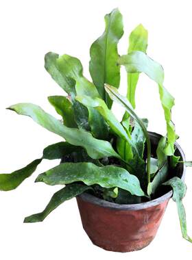 昙花盆栽易成活植物室内阳台