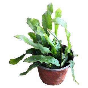 昙花盆栽室内客厅观赏花卉昙花一现好养植物阳台庭院昙花苗易成活