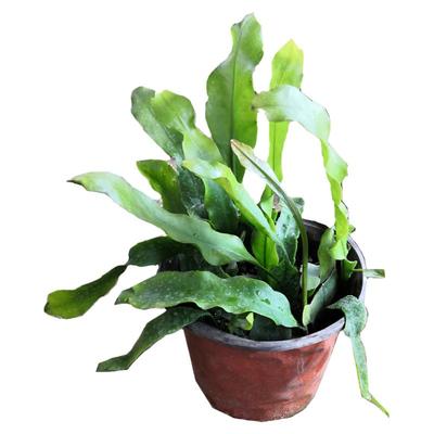 昙花盆栽易成活植物室内阳台