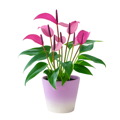 梦幻紫|一盆有韵味的花卉