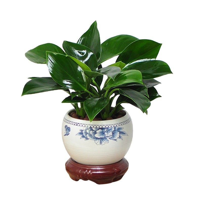 铂金钻盆栽绿萝箩花卉植物室内花绿植