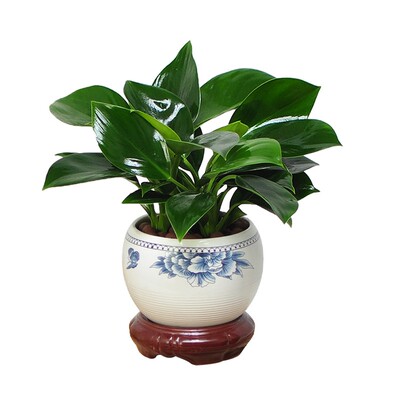 铂金钻盆栽绿萝箩花卉植物室内花水培绿植多肉好养发财树高颜值花