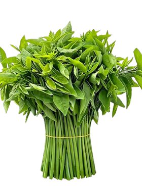 树仔菜新鲜菜苗阳台盆栽四季菜苗
